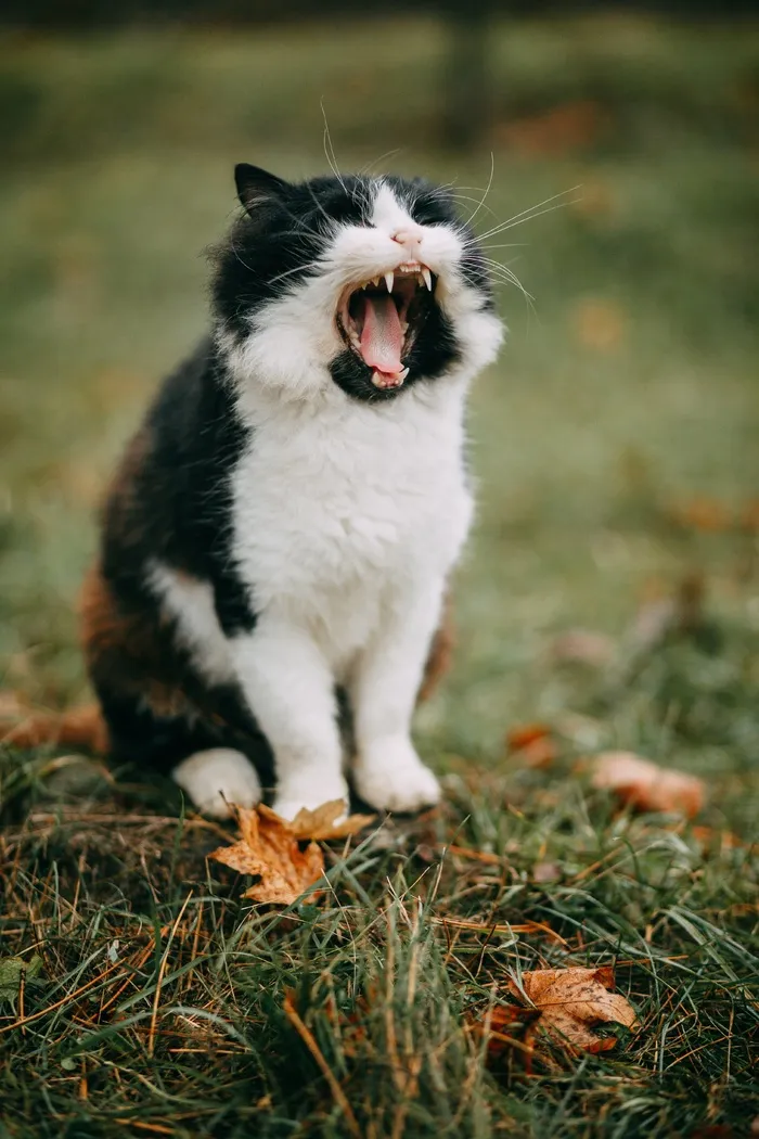 可爱猫咪猫猫摄影素材