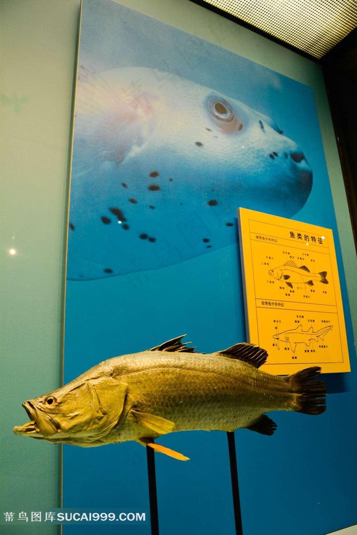 天津自然博物馆内景-海鱼标本照片