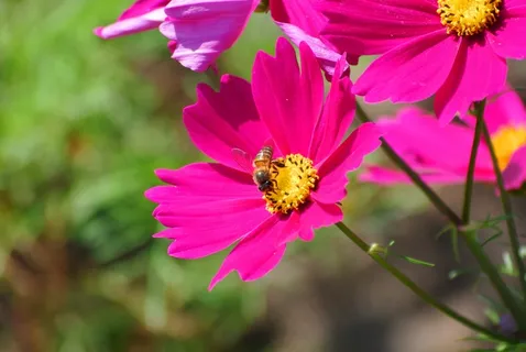 红色波斯菊图片 红色波斯菊图片