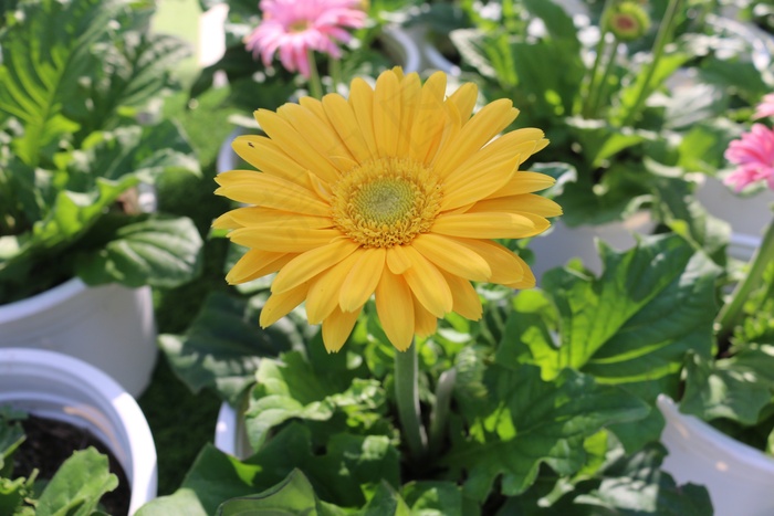 美丽黄菊花图片