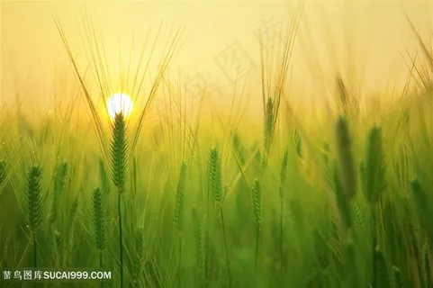 夕阳下的麦田田园风光风景图片 夕阳下的麦田田园风光风景图片