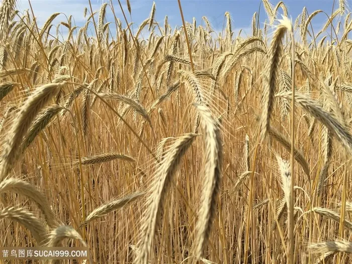 粮食素食麦子图片