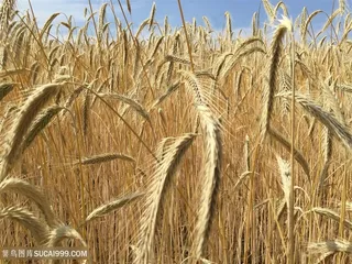 粮食素食麦子图片