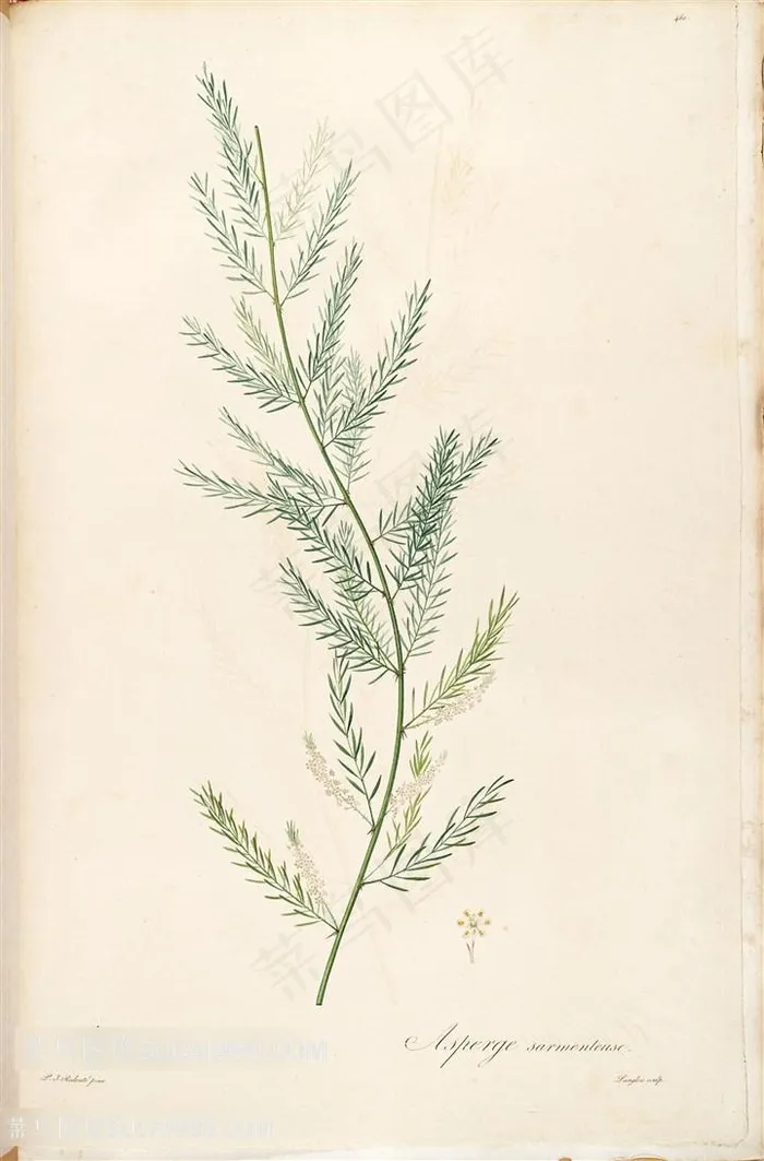 雷杜德原版高清绿草枝图谱