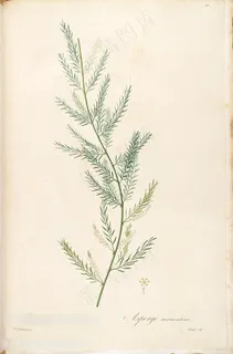 雷杜德原版高清绿草枝图谱