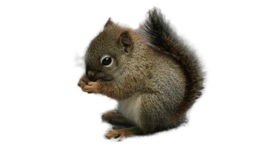 松鼠黑色动物