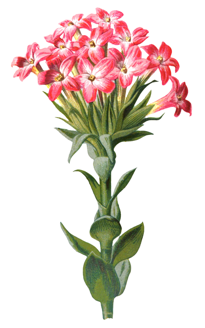 复古手绘植物花卉玫瑰花PNG免扣图案高清图片PS设计素材图