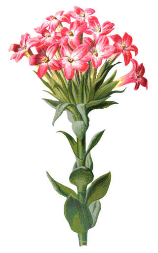 复古手绘植物花卉玫瑰花PNG免扣图案高清图片PS设计素材图