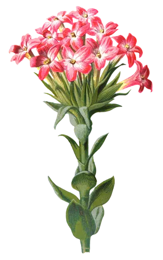 复古手绘植物花卉玫瑰花PNG免扣图案高清图片PS设计素材图