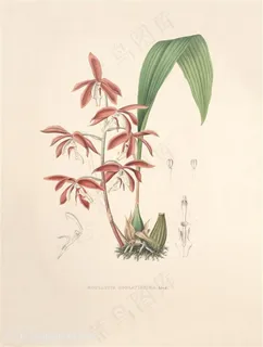 唯美复古兰花花卉装饰画 唯美复古兰花花卉装饰画
