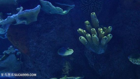 海底世界珊瑚