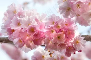 唯美的粉色樱花景色素材图片