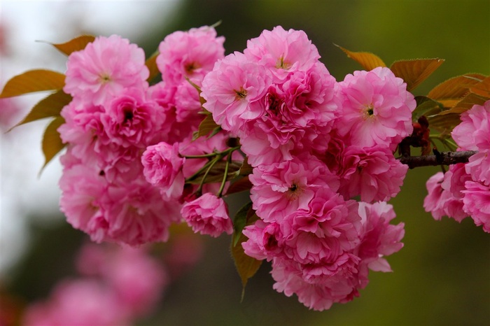 鲜花粉色樱花写真素材