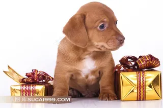 高清圣诞小狗圣诞礼物图片下载