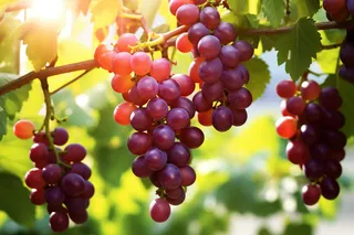 阳光下的葡萄葡萄架水果摄影图