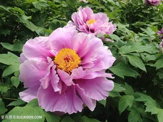 唯美盛开的紫色牡丹花图片