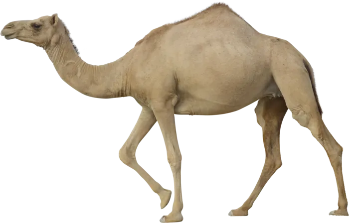 骆驼动物野生动物素材