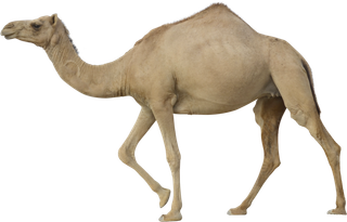 骆驼动物野生动物素材