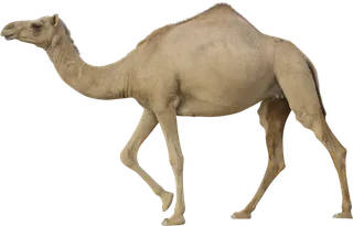 骆驼动物野生动物素材