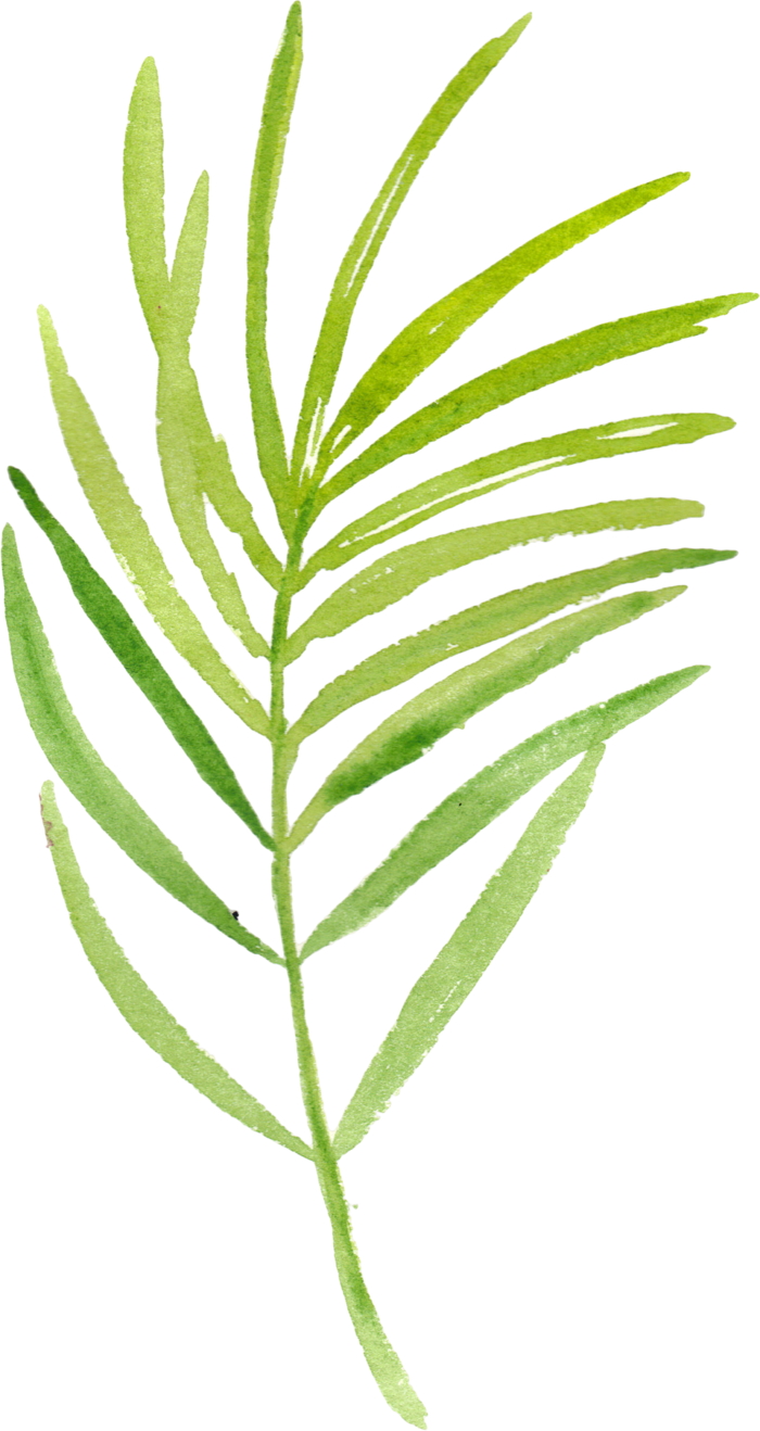 树叶植物免扣植物水彩插画设计素材
