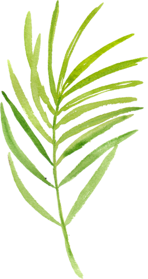 树叶植物免扣植物水彩插画设计素材