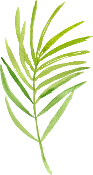 树叶植物免扣植物水彩插画设计素材