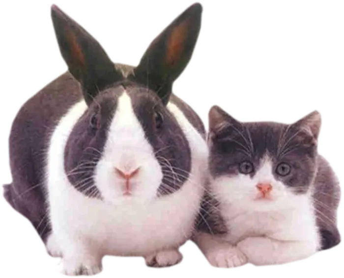 小兔子与布偶猫