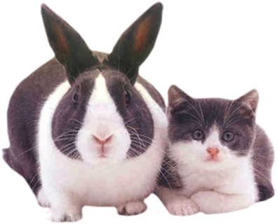 小兔子与布偶猫