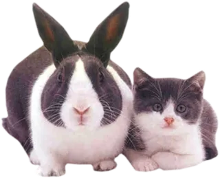 小兔子与布偶猫