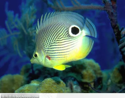 热带鱼（荧光鱼）