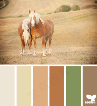 动物配色色卡色彩搭配