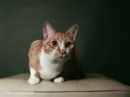 沙发上的小花猫咪图片