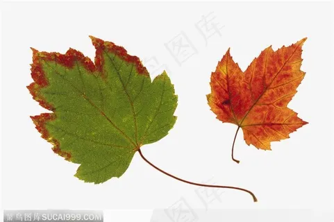 叶片标本(红绿枫叶) 叶片标本(红绿枫叶)