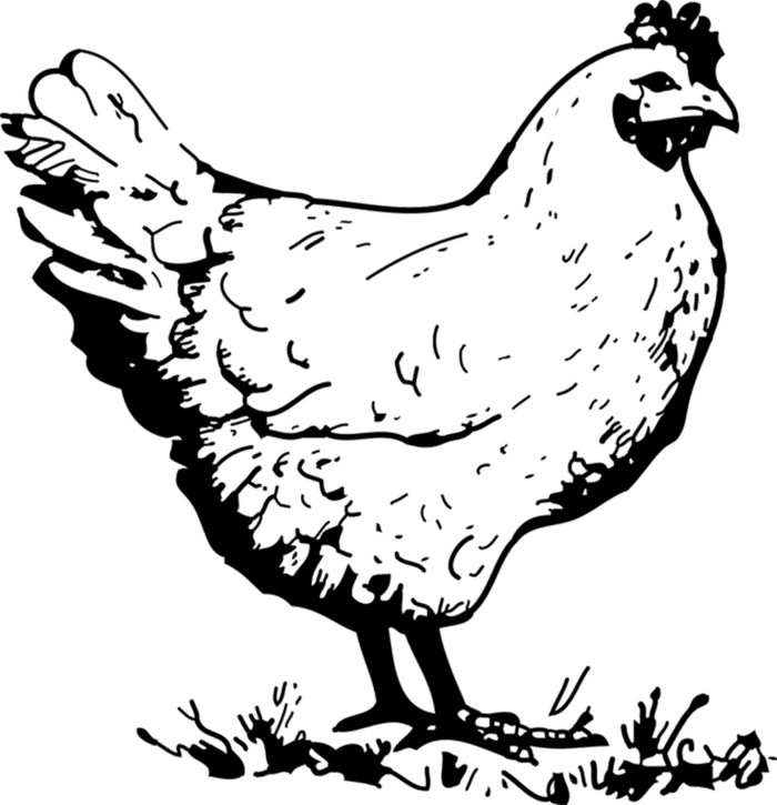黑白母鸡卡通线条画