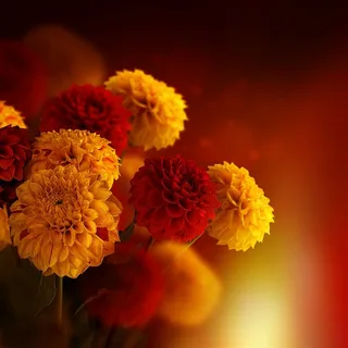 唯美花朵特写写真大图 唯美花朵特写写真大图