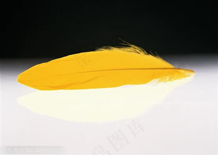 羽毛-横着摆放着的黄色羽毛