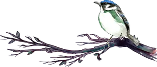 简约风手绘素描动画小鸟鸟儿免扣PNG图片素材 (70)