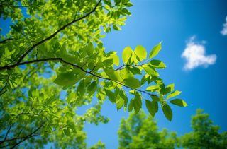 绿色的树枝和蓝天的照片风格摄影图桌面壁纸