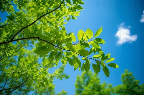 绿色的树枝和蓝天的照片风格摄影图桌面壁纸 绿色的树枝和蓝天的照片风格摄影图桌面壁纸