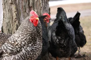 鸡母鸡走地鸡散养鸡鸡肉农村牧场
