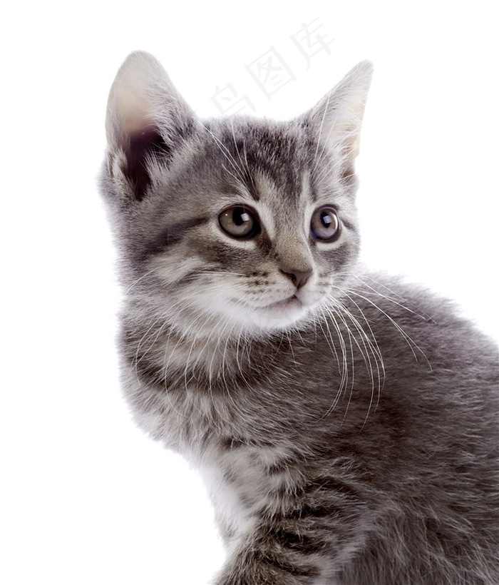 灰色猫咪图片高清特写