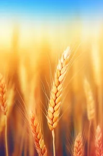 金色小麦创意背景图