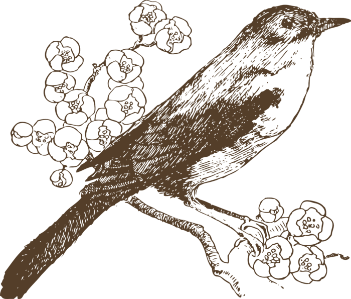 简约风手绘素描动画小鸟鸟儿免扣PNG图片素材 (23)