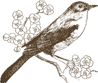 简约风手绘素描动画小鸟鸟儿免扣PNG图片素材 (23)