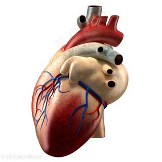 人体器官心脏血管图片