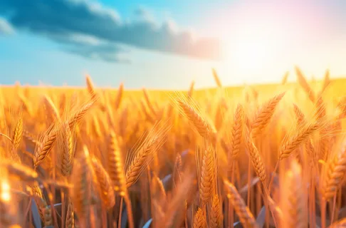 蓝天白云阳光明媚的金黄麦田