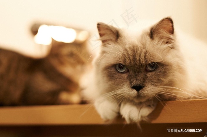 两只丧脸的猫咪图片