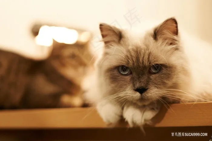 两只丧脸的猫咪图片