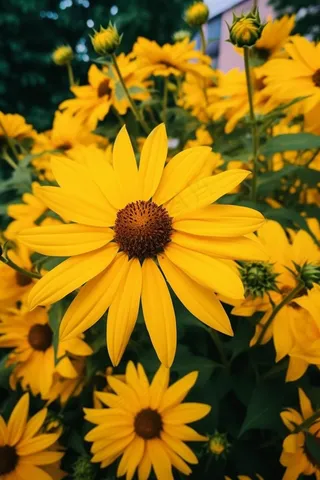 黄色花朵雏菊摄影图