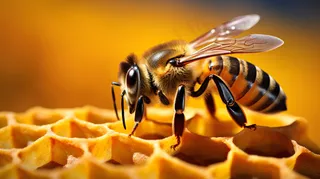 蜂蜜蜜蜂蜂巢细节特写摄影图